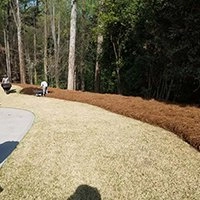 Pine Straw Installation